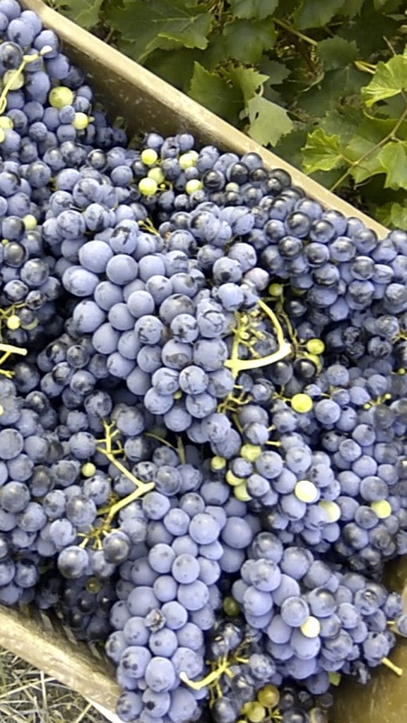 black grapes in wood crate at Bio Goupios